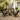 Miami x4 + Puket
